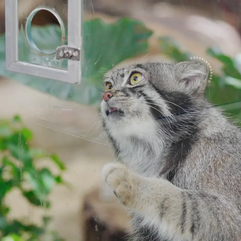 A photograph of Nar in Kobe Animal Kingdom