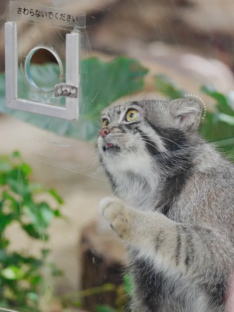 A photograph of Nar in Kobe Animal Kingdom