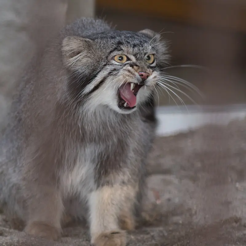 A photograph of Figa in Nogeyama Zoo