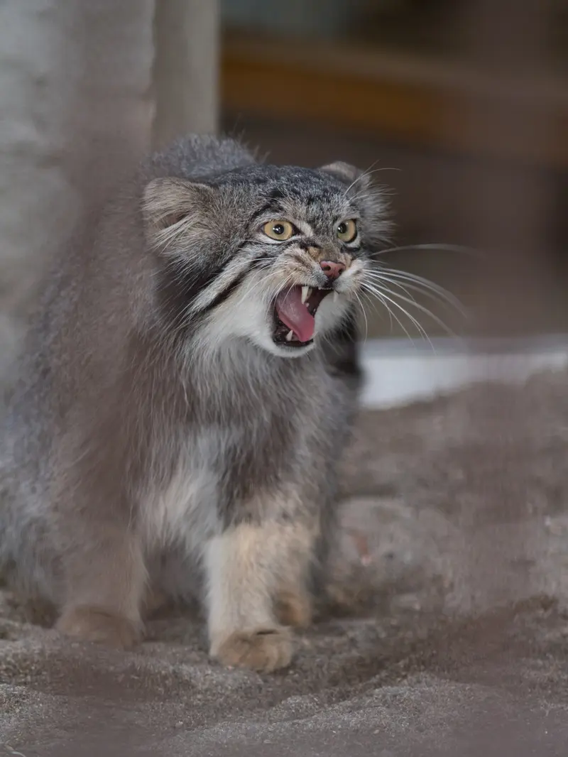 A photograph of Figa in Nogeyama Zoo