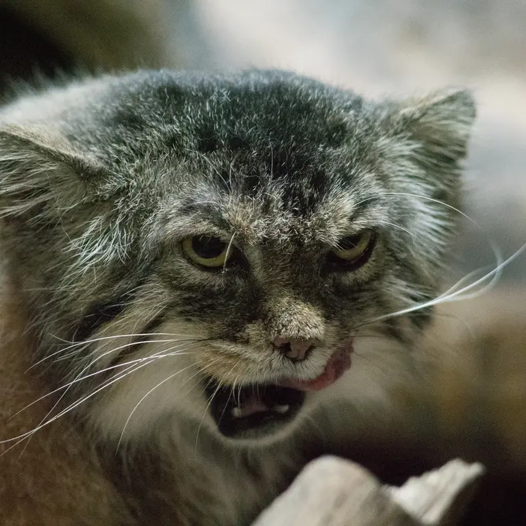 A photograph of Primula in Ueno Zoological Gardens