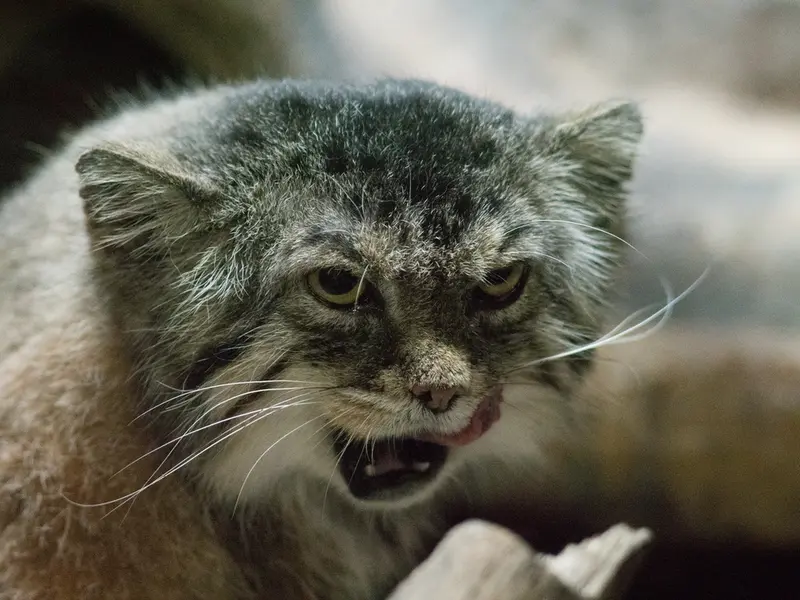 A photograph of Primula in Ueno Zoological Gardens