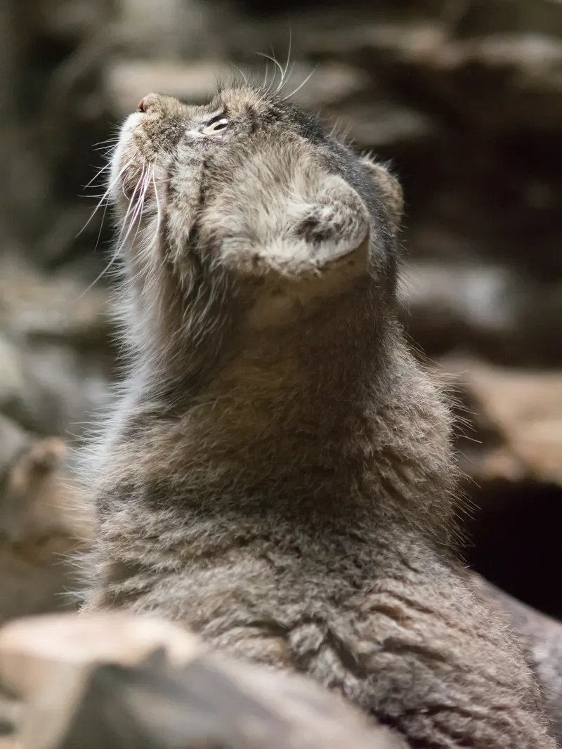 A photograph of Primula in Ueno Zoological Gardens