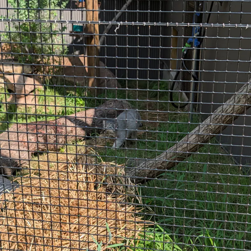 A photograph of a Pallas's cat in Elmwood Park Zoo