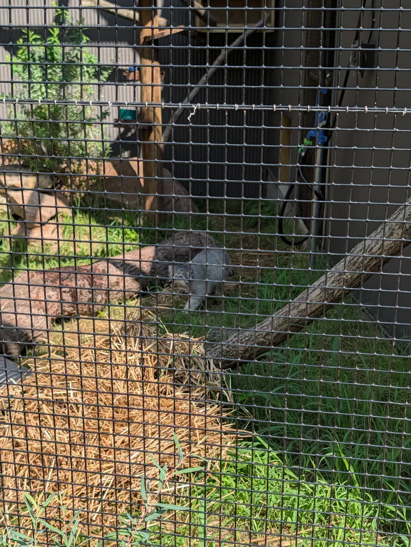 A photograph of a Pallas's cat in Elmwood Park Zoo