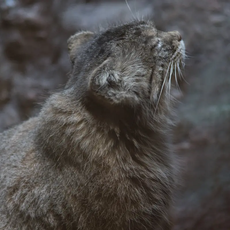 A photograph of Primula in Ueno Zoological Gardens