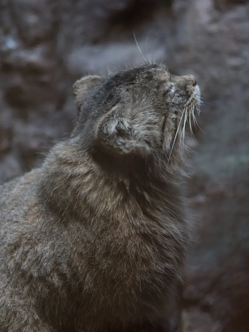 A photograph of Primula in Ueno Zoological Gardens