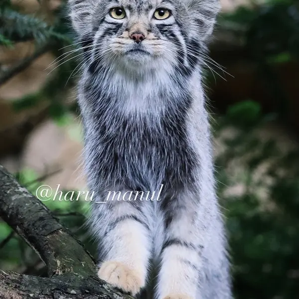 A photograph of Nagomu in Nasu Animal Kingdom
