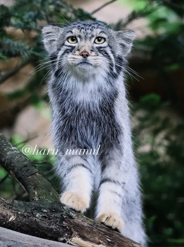 A photograph of Nagomu in Nasu Animal Kingdom