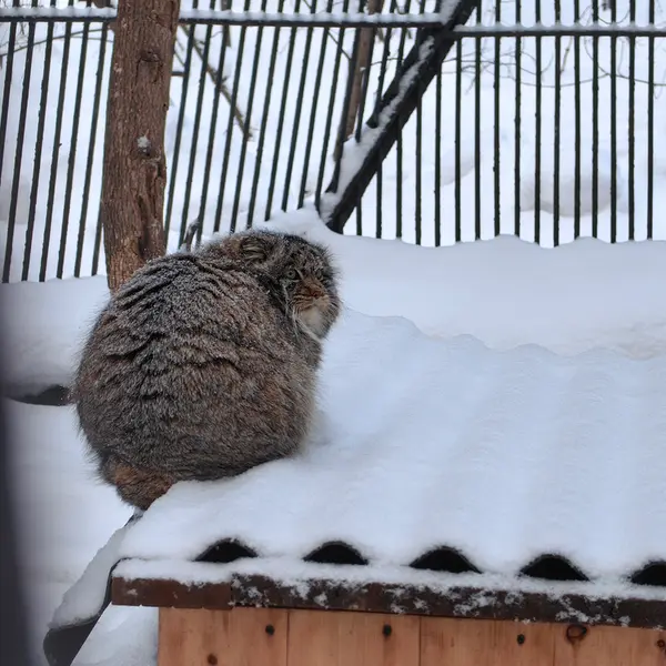A photograph of Bandit in Novosibirsk Zoo