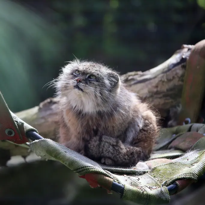 A photograph of Pazzo in Łódź Zoo