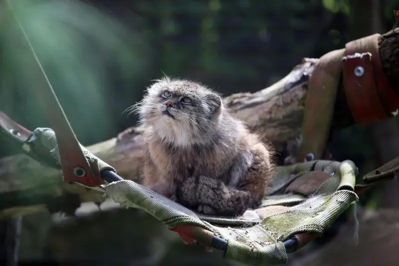 A photograph of Pazzo in Łódź Zoo