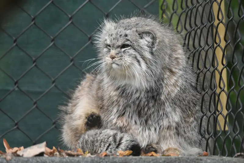 A photograph of a Pallas's cat