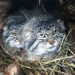 A photograph of Bo and Nancy in Cheyenne Mountain Zoo
