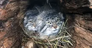 A photograph of Bo and Nancy in Cheyenne Mountain Zoo
