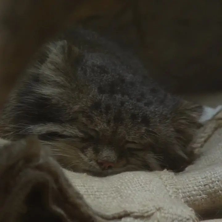 A photograph of a Pallas's cat in Ueno Zoological Gardens