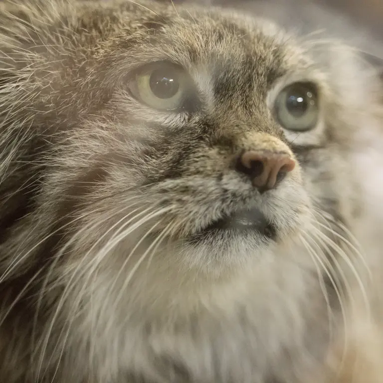 A photograph of Klyon in Ueno Zoological Gardens