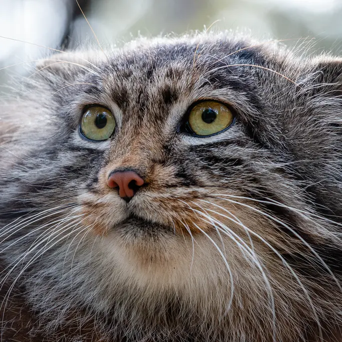 A photograph of Grey in Novosibirsk Zoo