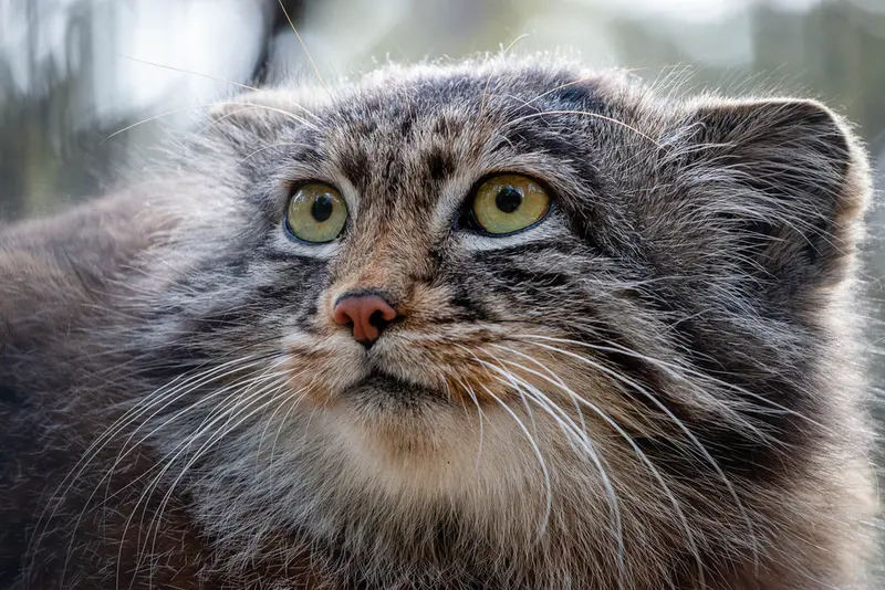A photograph of Grey in Novosibirsk Zoo