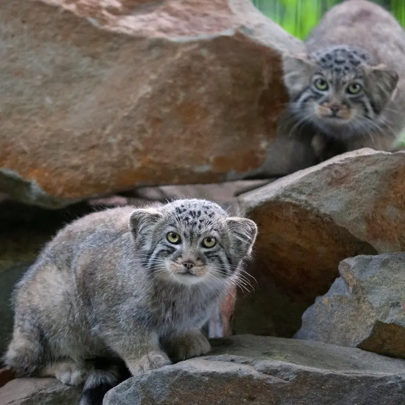 A photograph of Son of Erdene Ⅲ b.2016 and Son of Erdene Ⅳ b. 2016 in Kraków Zoo