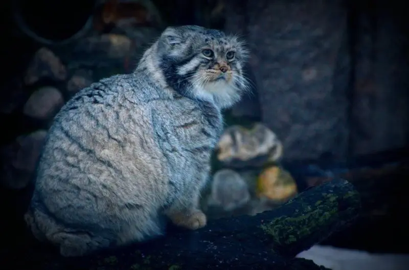 A photograph of Vadim and Varvara in Moscow zoo