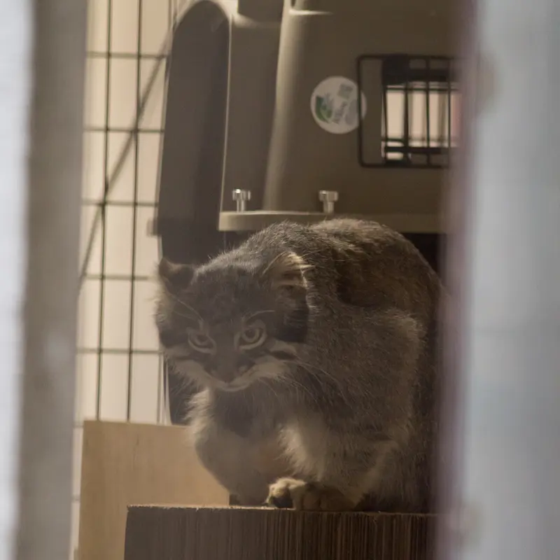 A photograph of Figa in Nogeyama Zoo