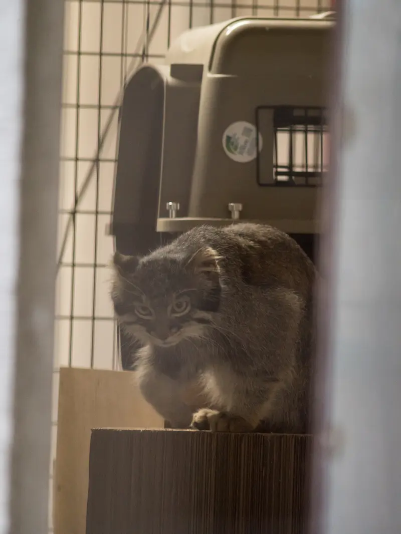 A photograph of Figa in Nogeyama Zoo