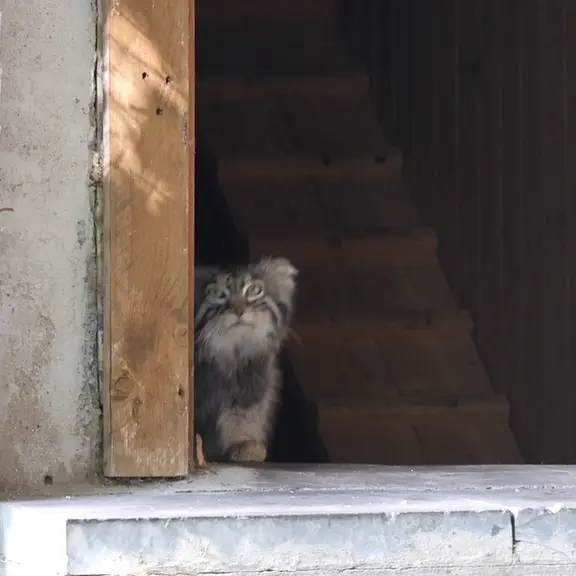 A photograph of a Pallas's cat in Moscow zoo