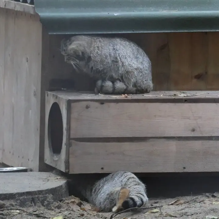 A photograph of a Pallas's cat in Novosibirsk Zoo