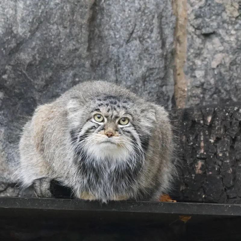 A photograph of Timofey in Moscow zoo