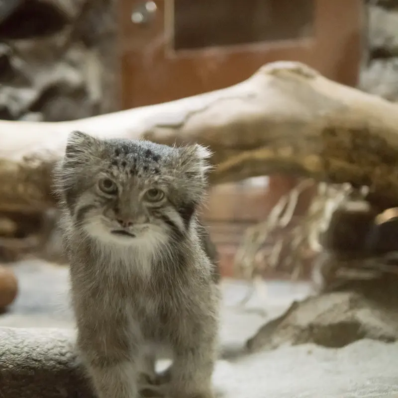 A photograph of Klyon in Ueno Zoological Gardens
