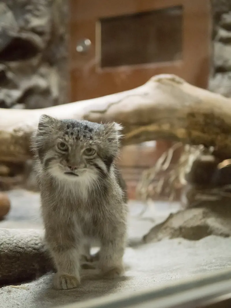 A photograph of Klyon in Ueno Zoological Gardens