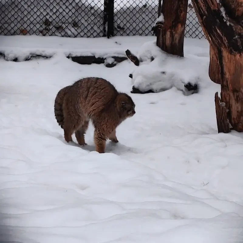 A photograph of a Pallas's cat in Novosibirsk Zoo