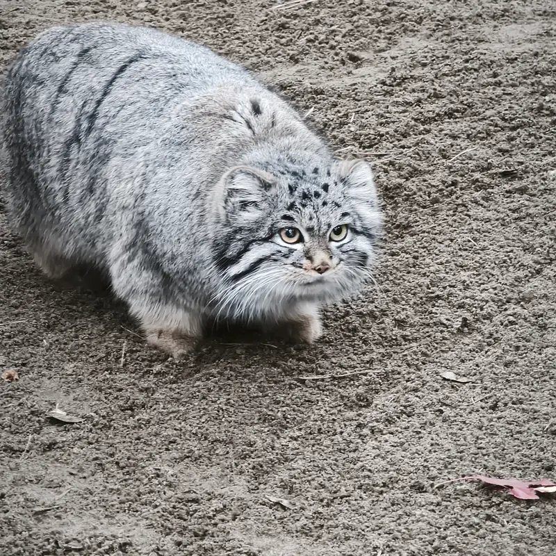 A photograph of Katun in Novosibirsk Zoo