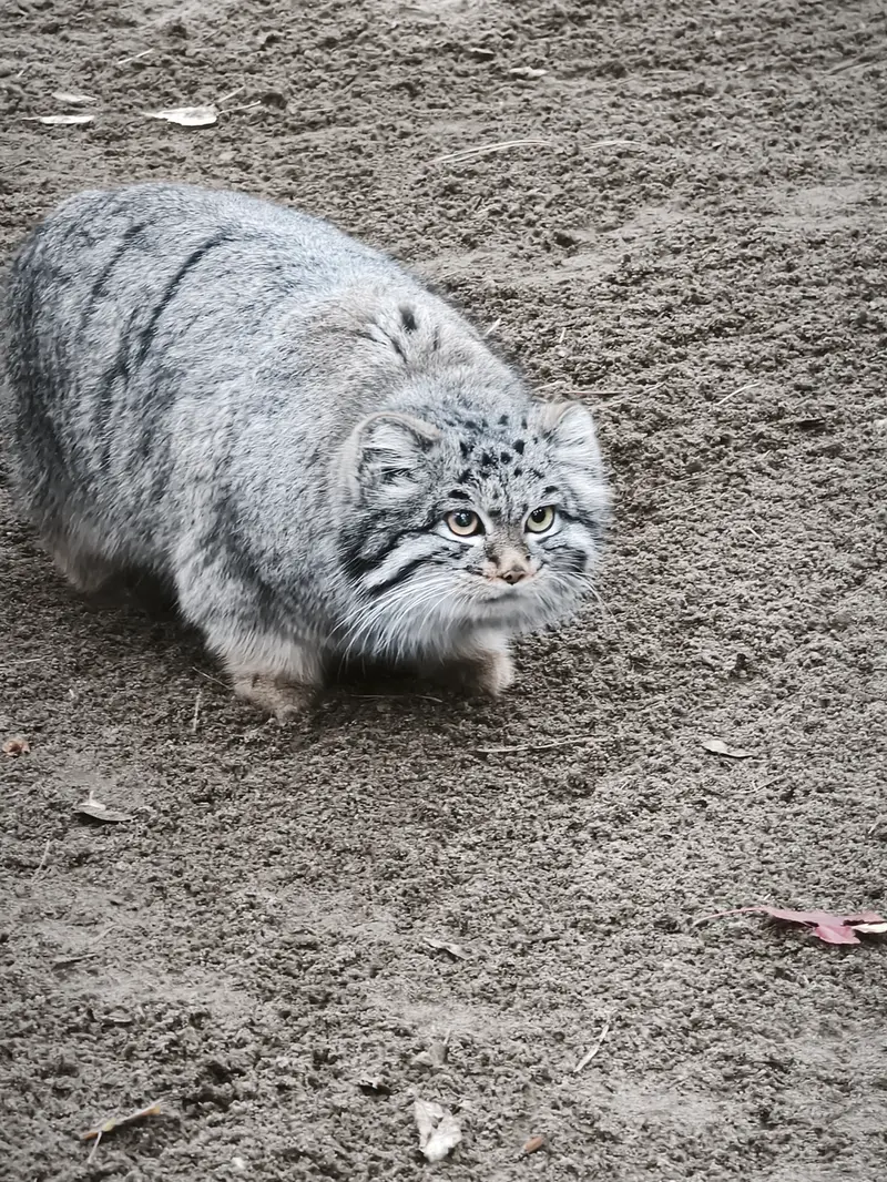 A photograph of Katun in Novosibirsk Zoo