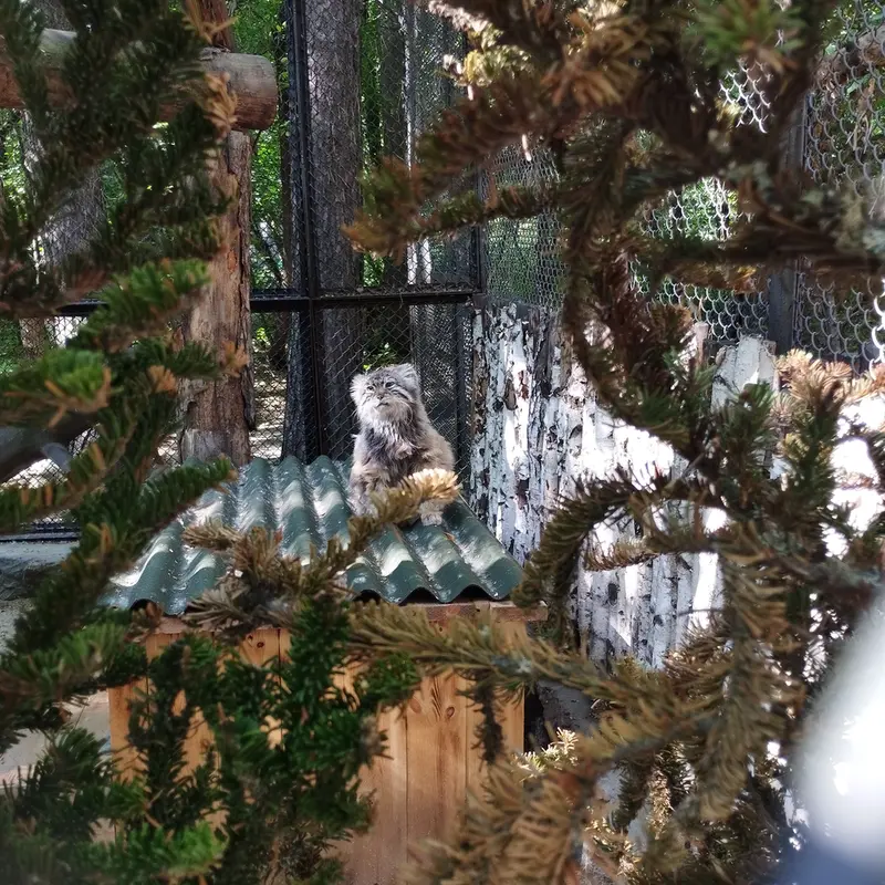 A photograph of Zelenogorsk in Novosibirsk Zoo