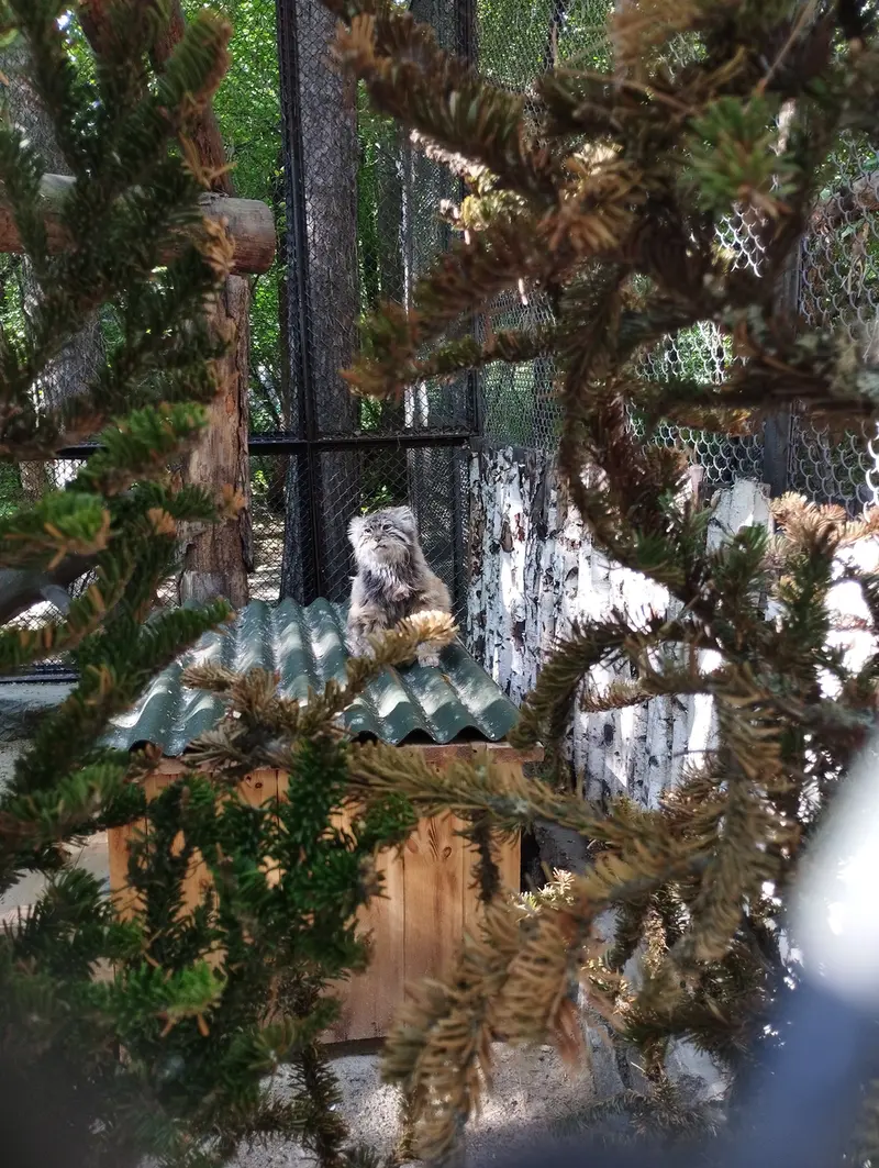 A photograph of Zelenogorsk in Novosibirsk Zoo