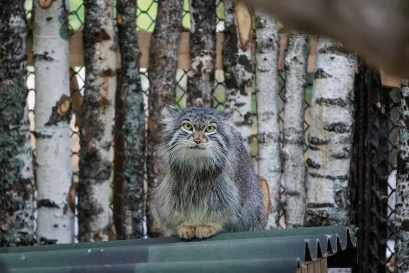 A photograph of Snezhinka in Novosibirsk Zoo