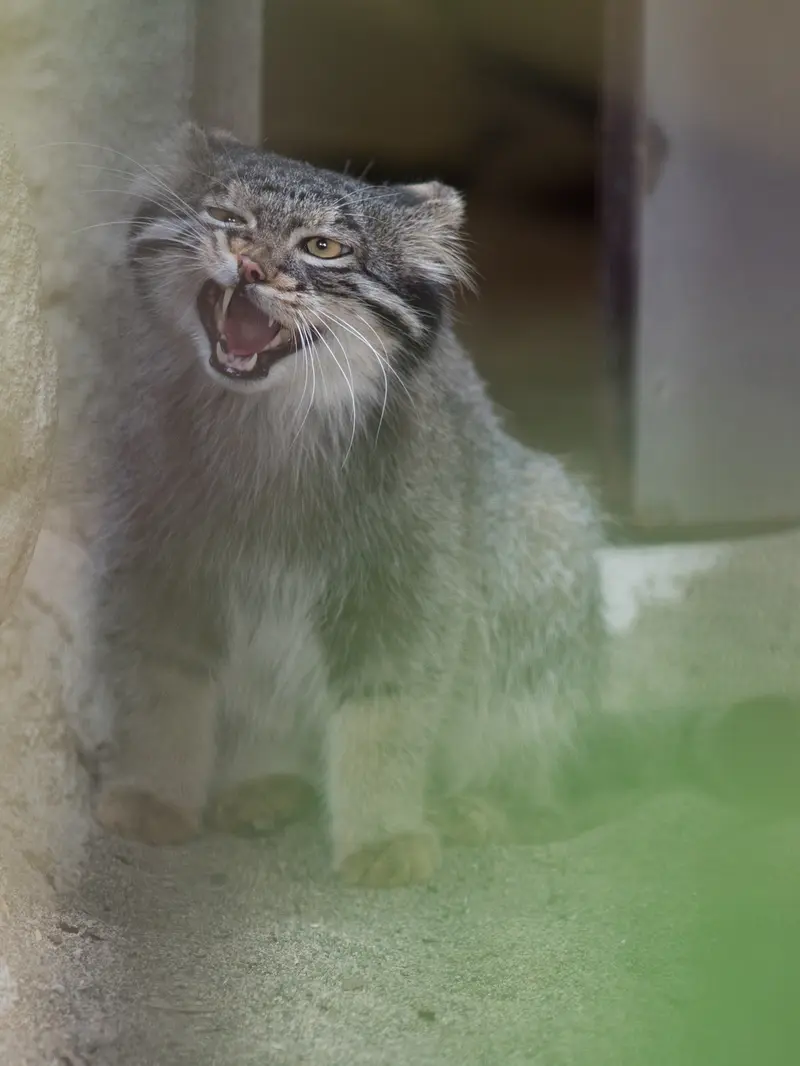 A photograph of Figa in Nogeyama Zoo