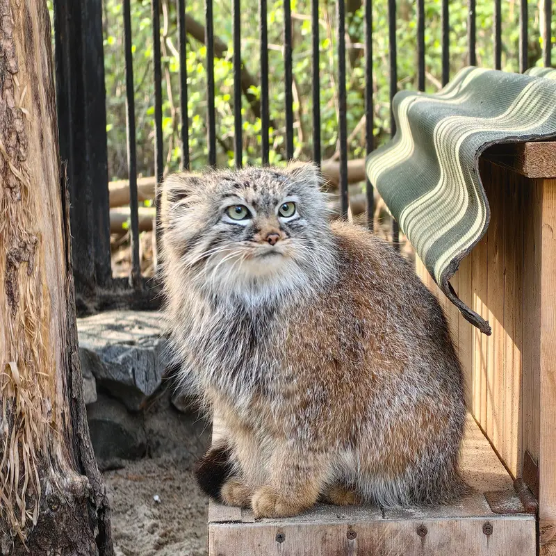 A photograph of Gabi in Novosibirsk Zoo