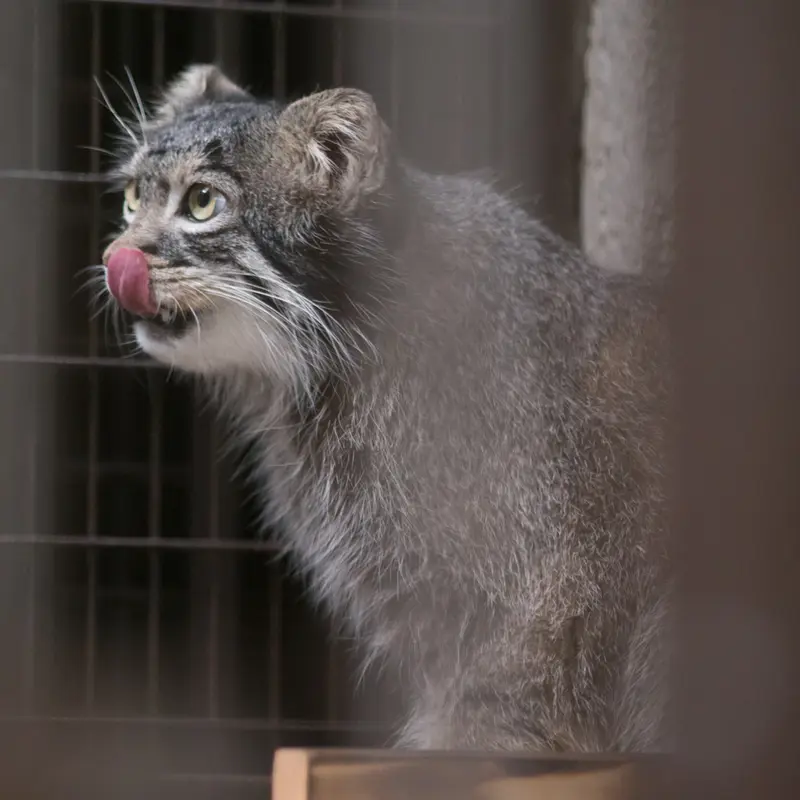 A photograph of Figa in Nogeyama Zoo