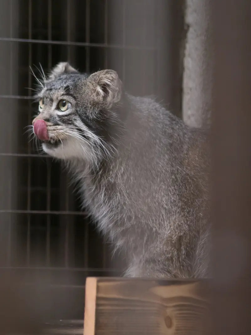A photograph of Figa in Nogeyama Zoo