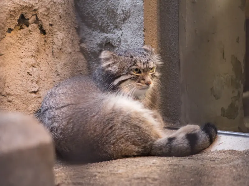 A photograph of Figa in Nogeyama Zoo