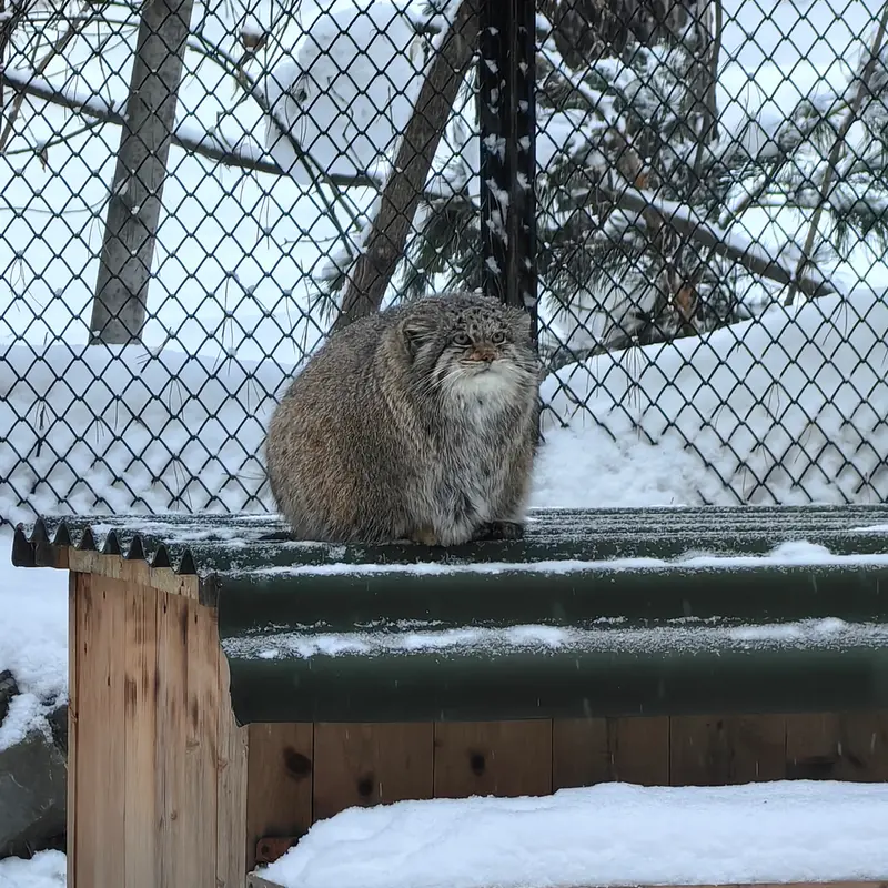A photograph of Mia in Novosibirsk Zoo