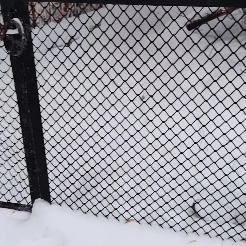 A photograph of a Pallas's cat in Novosibirsk Zoo