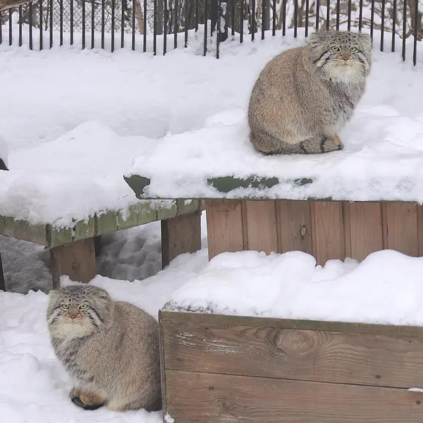 A photograph of Son of  Eve 2024 Ⅳ in Novosibirsk Zoo