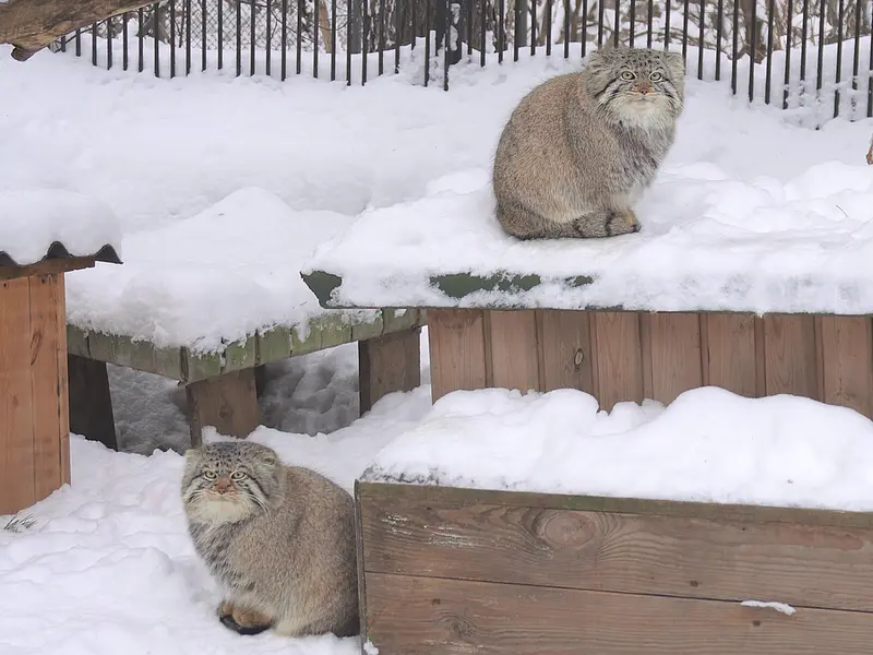 A photograph of Son of Eve 2024 Ⅱ and Son of  Eve 2024 Ⅳ in Novosibirsk Zoo