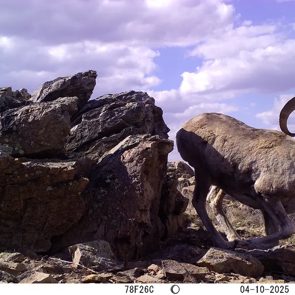 A photograph of Argali from Karashoky camera trap