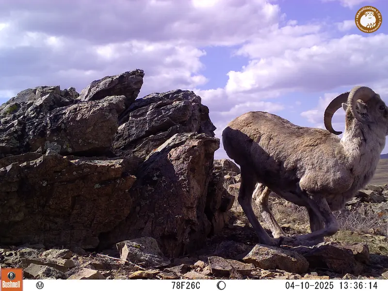 A photograph of Argali from Karashoky camera trap