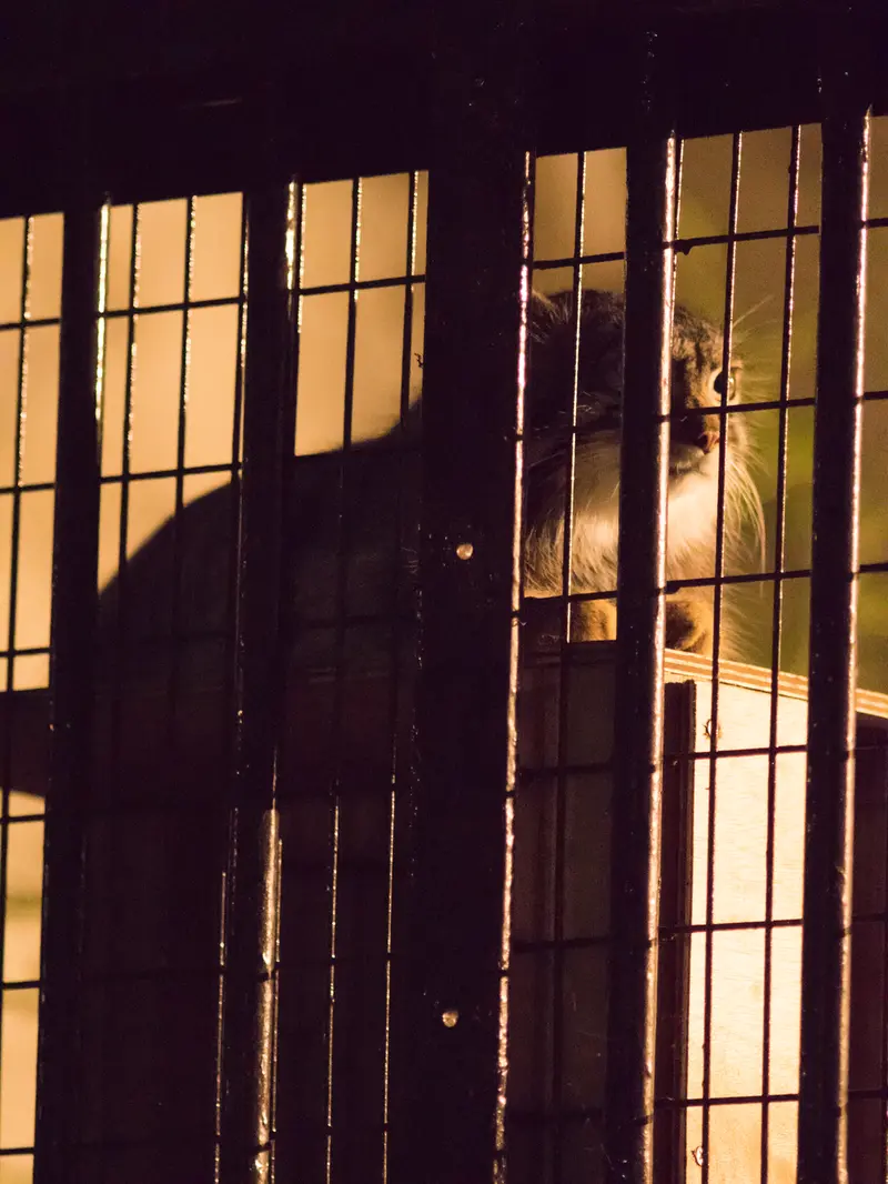 A photograph of Figa in Nogeyama Zoo
